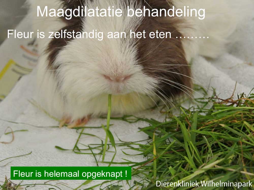 Fleur eet al weer nadat de druk van de maag af is gehaald
